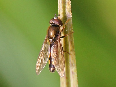Platycheirus clypeatus group, hoverfly, male, Alan Prowse